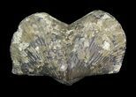 Pyrite Replaced Brachiopod (Paraspirifer) - Ohio #42838-1